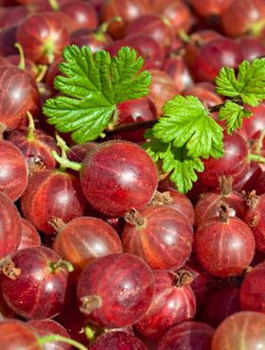 Agrest czerwony krzaczasty Plant Pack