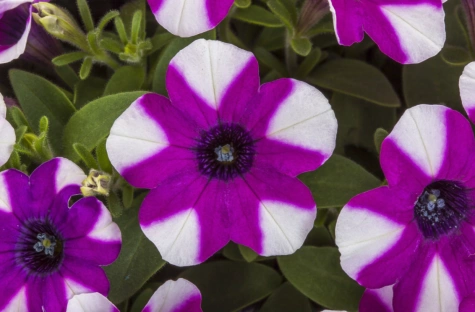 Surfinia fioletowo-biała Shortcake Blueberry