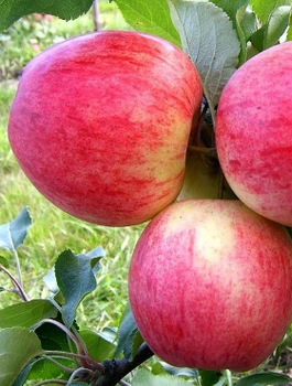 Jabłoń Celesta mrozoodporna Plant Pack