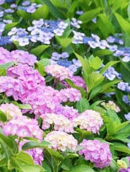 Hortensja ogrodowa Deutschland (C2)