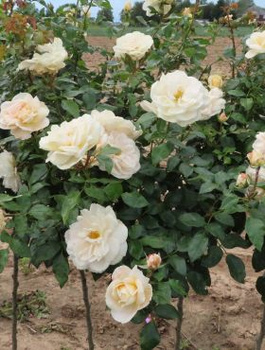 Róża szczepiona na pniu KREMOWA