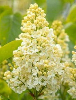 Lilak pospolity Primrose (C2)