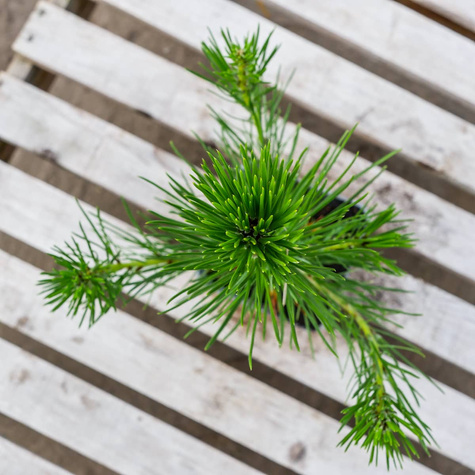 Sosna Thunberga (C2)