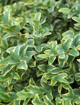 Bukszpan wieczniezielony Marginata (C2)