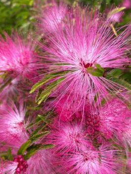 Kalliandra Dixie Pink (C2)