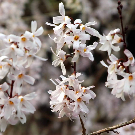 Abeliofylum koreańskie Forsycja biała (C2)