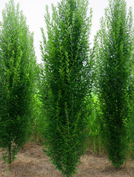 Brzoza Kolumnowa Fastigiata