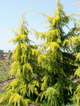 Cedr atlaski ‘Aurea’