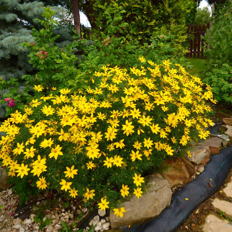 Nachyłek okółkowy