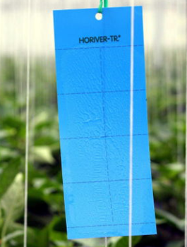 Duże niebieskie tablice lepowe Horiver-Tr 12 szt 25x40 cm
