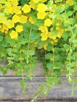 Tojeść rozesłana Aurea (C2)