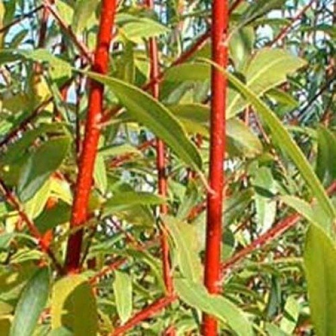 Wierzba erythroflexuosa (C2)