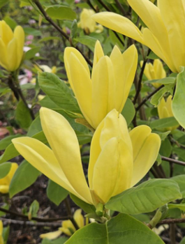Magnolia Golden Dream