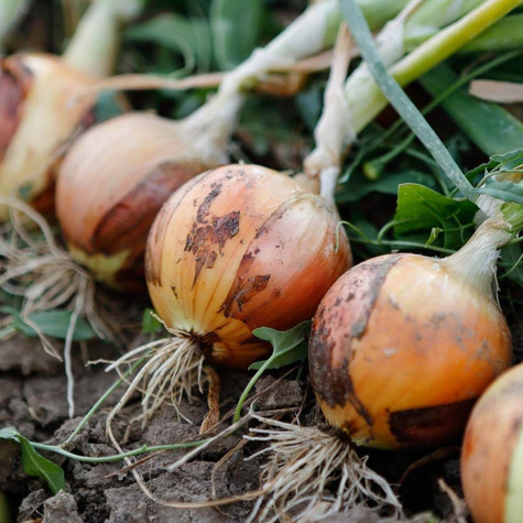 Cebula żółta POLANA F1 średniowczesna 500g