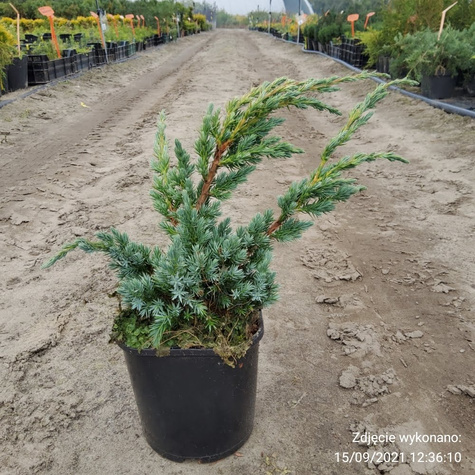 Jałowiec łuskowaty Meyeri stalowo-srebrzysty