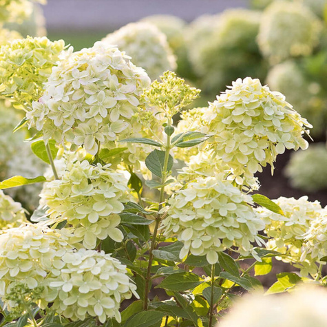 Hortensja bukietowa Living Little Passion (C2)