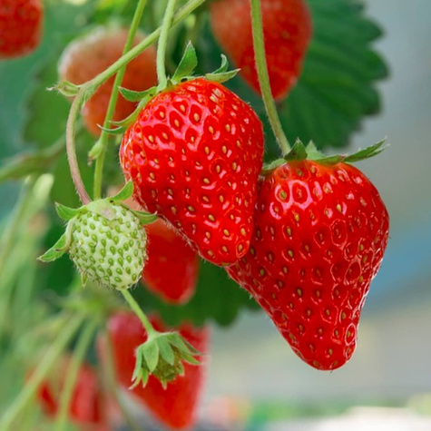 Truskawka zwisająca TEMPTATION - 0,02 g