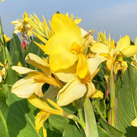 Paciorecznik Canna Kanna Oiseau D'or