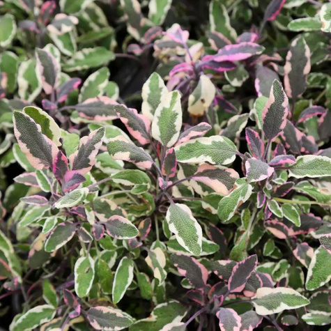 Szałwia lekarska Tricolor (C2)