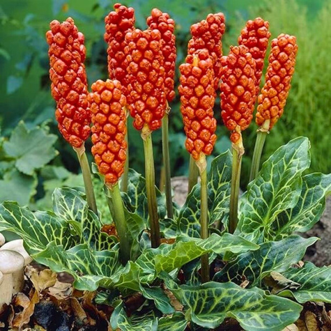 Obrazki Włoskie czerwone