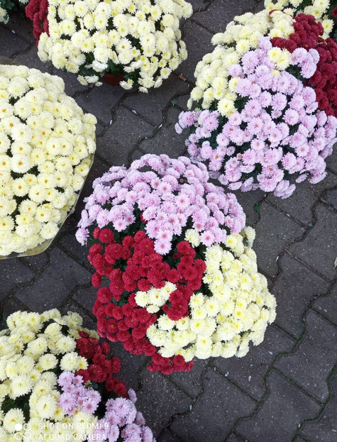 Chryzantema drobnokwiatowa cytrynowa DUŻA DONICA