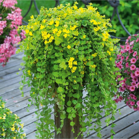 Tojeść rozesłana (C2)