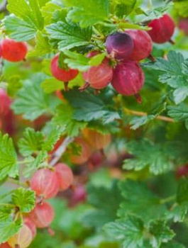 Agrest czerwony Spine Free bezkolcowy na pniu Plant Pack