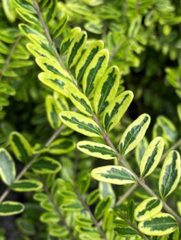 Suchodrzew lśniący Lemon Beauty (C2)