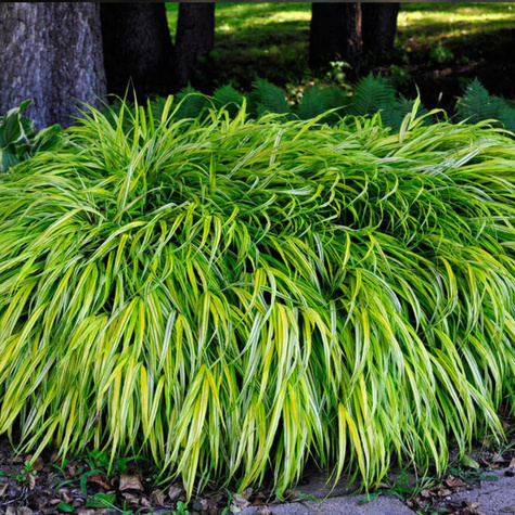 Hakonechloa smukła Naomi (C2)