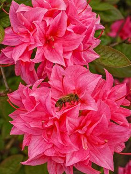 Azalia wielkokwiatowa Kilian (C2)