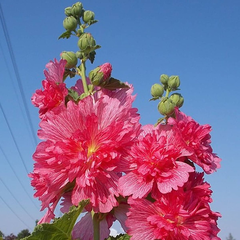 Malwa różowa Spring Celebrities Carmine Rose