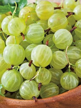 Agrest biały Hinnonmaki Gelb na pniu Plant Pack