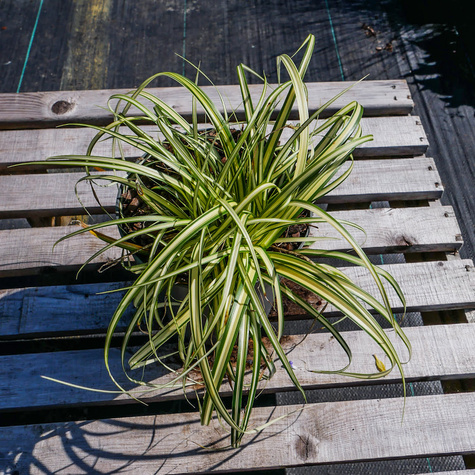 Turzyca oszimska Evergold (C2)