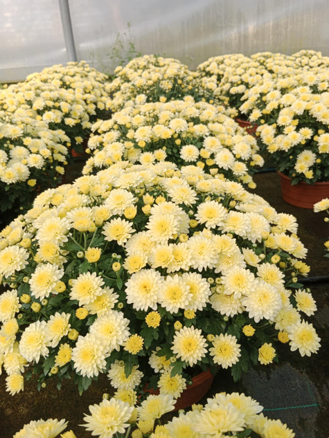 Chryzantema drobnokwiatowa cytrynowa DUŻA DONICA