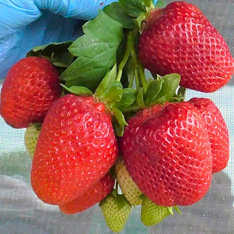 Truskawka Fenella późna FRIGO