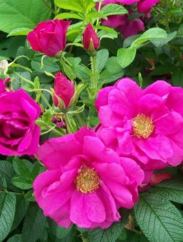 Zestaw Róża pomarszczona na dżemy różowa w doniczce 6 szt