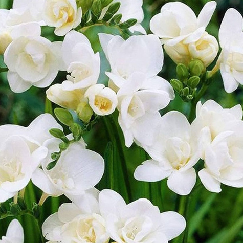 Frezja ogrodowa pełna biała