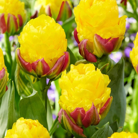 Tulipan pełny Ice Cream Banana