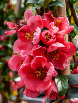 Pigwowiec pośredni Pink Lady Ozdobny na Nalewki (C2)