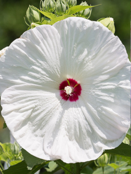Hibiskus bylinowy Red Dot (C2)