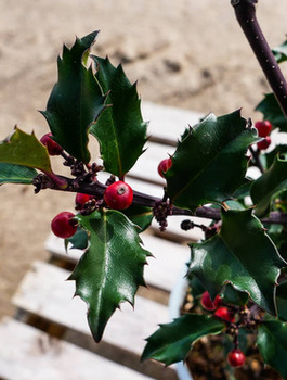 Ostrokrzew Blue Girl (C2)