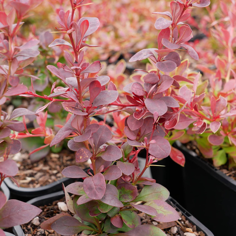 Berberys thunberga Red Pillar (C1.7)