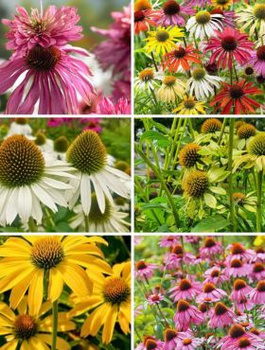 Zestaw 6 zachwycających jeżówek