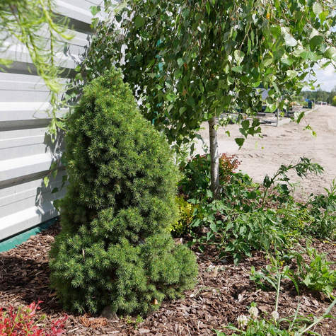 Świerk biały 'Piccolo'