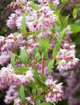 Żylistek szorstki Codsall Pink (C2)