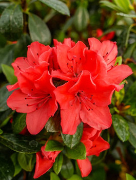 Azalia japońska Geisha Orange (C2)