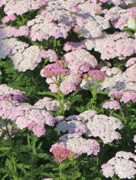 Krwawnik pospolity Apfelblüte (C2)