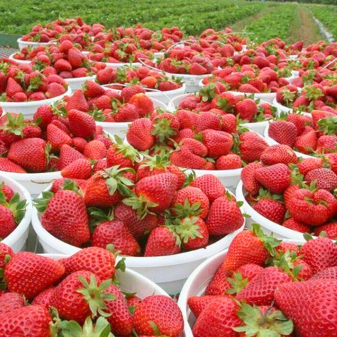 Truskawka KENT śr. wczesna idealna NA NASZ KLIMAT sadzonki truskawek 10 szt