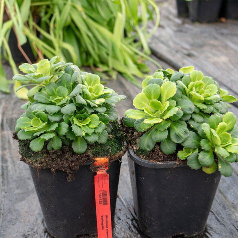 Skalnica cienista Variegata