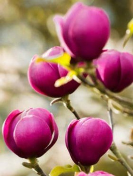 Magnolia Black Tulip (C2)